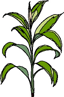 animated-leaf-image-0133