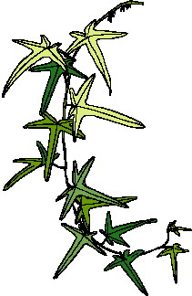 animated-leaf-image-0135