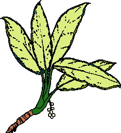 animated-leaf-image-0215