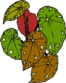 animated-leaf-image-0236