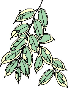 animated-leaf-image-0259