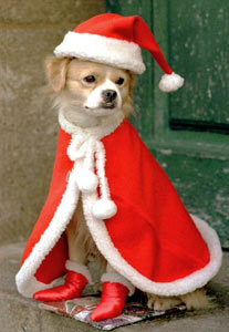 animated-christmas-animal-image-0068