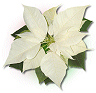 animated-christmas-flower-image-0026