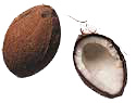 animated-coconut-image-0009