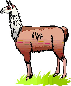 animated-lama-image-0002