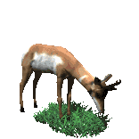 animated-deer-image-0024