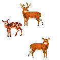 animated-deer-image-0049