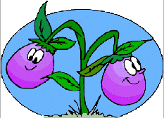 animated-eggplant-and-aubergine-image-0024
