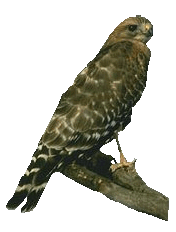 animated-falcon-image-0002