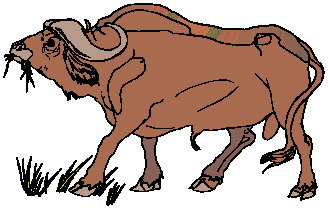 animated-buffalo-image-0022