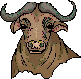 animated-buffalo-image-0031