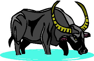 animated-buffalo-image-0051