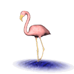 animated-flamingo-image-0001