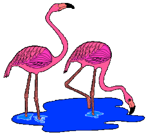 animated-flamingo-image-0005