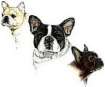 animated-french-bulldog-image-0019