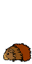 animated-guinea-pig-image-0051