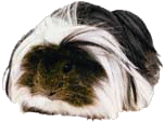 animated-guinea-pig-image-0057