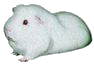 animated-guinea-pig-image-0066