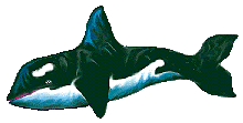 animated-killer-whale-image-0005