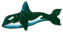 animated-killer-whale-image-0005