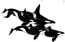 animated-killer-whale-image-0007