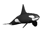 animated-killer-whale-image-0009