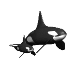 animated-killer-whale-image-0011
