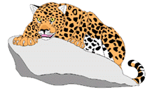 animated-leopard-image-0007