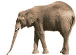▷ Animals: Animated Images, Gifs, Pictures & Animations - 100% FREE! ▷ Animals: Animated Images, Gifs, Pictures & Animations - 100% FREE!