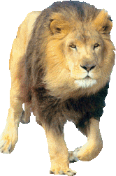 animated-lion-image-0032