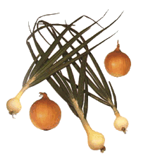 animated-onion-image-0020