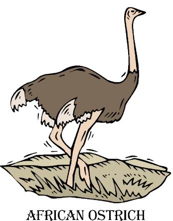 animated-ostrich-image-0100