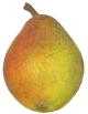 animated-pear-image-0007