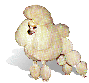 animated-poodle-image-0002
