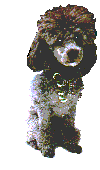 animated-poodle-image-0015