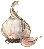animated-garlic-image-0002