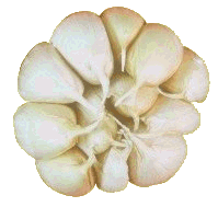 animated-garlic-image-0003