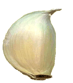 animated-garlic-image-0009