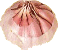 animated-garlic-image-0010