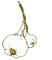 animated-garlic-image-0017