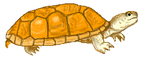 animated-reptile-image-0028
