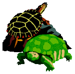 animated-reptile-image-0072