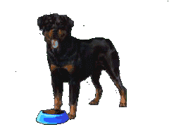 animated-rottweiler-image-0027