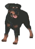 animated-rottweiler-image-0052
