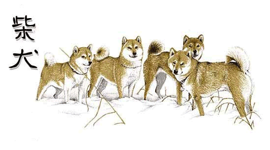 animated-shiba-image-0001