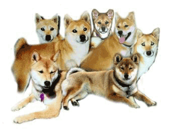 animated-shiba-image-0026