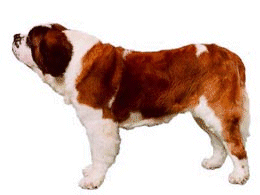 animated-st-bernard-image-0025