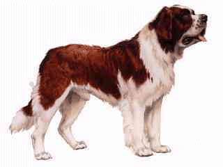 animated-st-bernard-image-0055