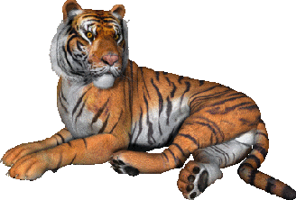 animated-tiger-image-0010