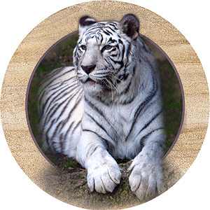 animated-tiger-image-0011